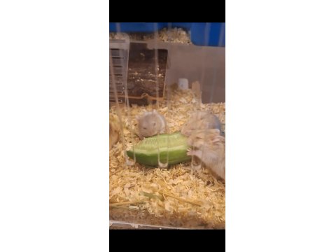 Ele Alışık, Sağlıklı Gonzales Hamster Yavruları (İzmir İçi)