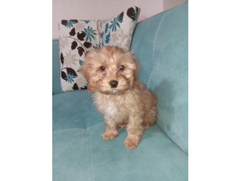 Dünyanın En Tatlı Maltipoo Bebeklerinden Biri