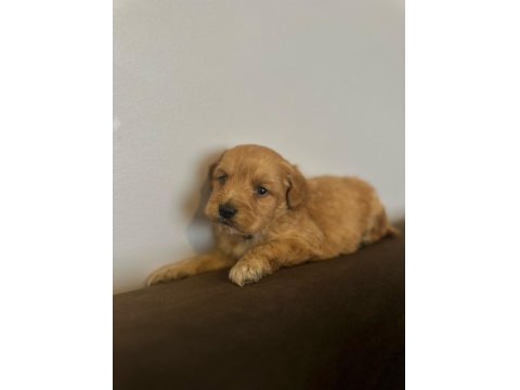 Bal Gibi Maltipoo Bebekleri