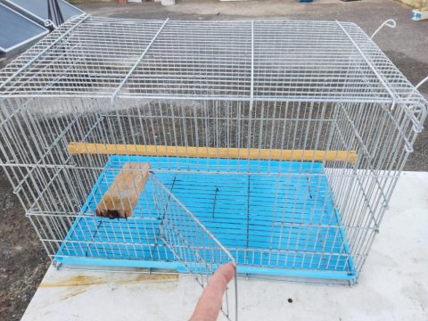 Çift Sultan Papağanı Yetişkin