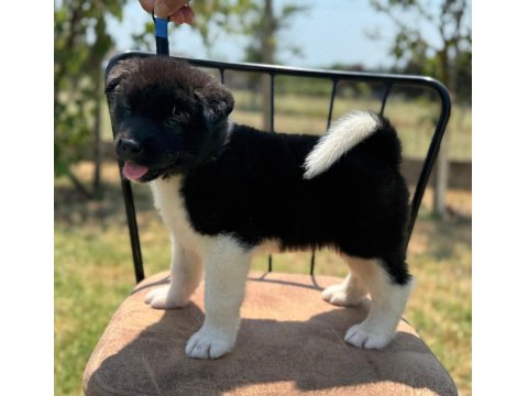 Safkan & Belgeli American Akita Yavruları
