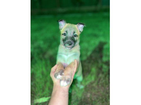 Orijinal Belçika Kurtları 1.5 Aylık