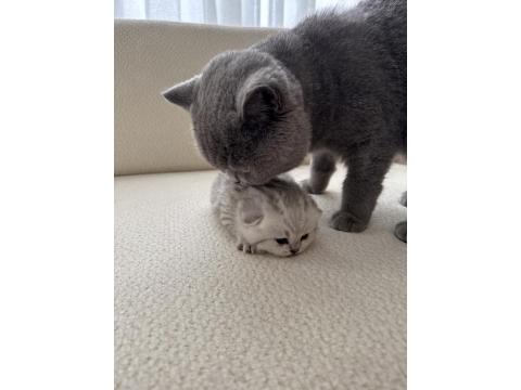 British Silver Baba Ve British Anneden Saf Irk Bebek