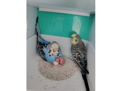 Hazır Yumurtalı Muhabbet Kuşu Jumbo Takım