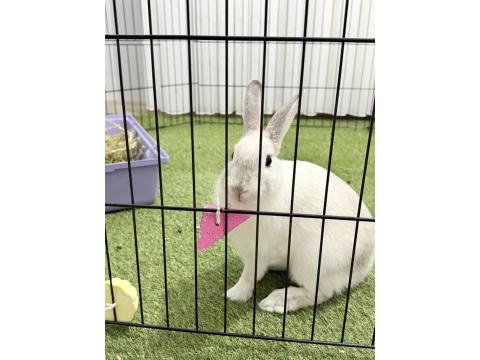 4-5 Aylık Kar Beyazı Tavşan