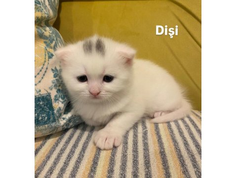 Rezerveye Açık 1 Aylık Scottish Fold Yavrular