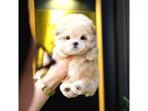 Toy Poodle Yavrularım