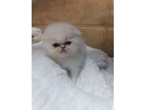 Çok Sevimli Safkan Exotic Amerikan Kedisi