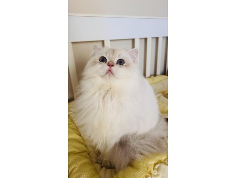 Blh Ay1233 Golden Point British Longhair