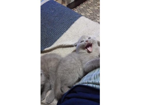 Scottish British Bebekler Yuvalarını Arıyor