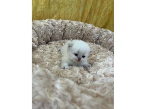 Minik British Bebeklerimiz Ailelerini Bekliyor