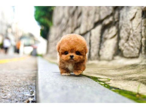 Korean Toy Poodle Yavrularımız