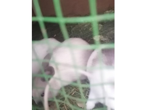 Hollanda Cüce Tavşanı