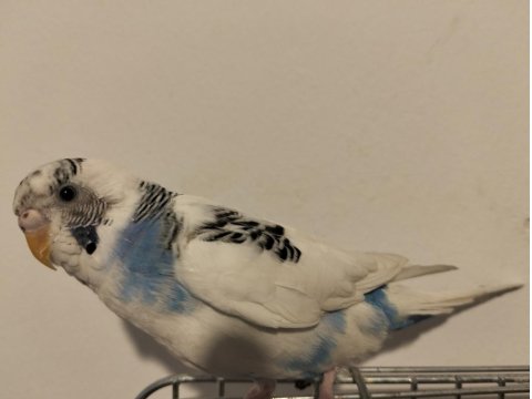 Dişi Muhabbet Kuşu