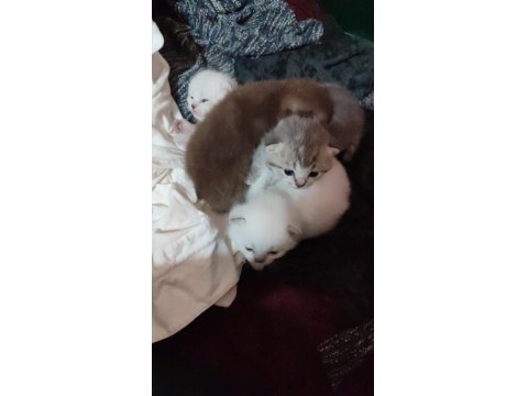 Mavi Gözlü British Longhair Bebişler