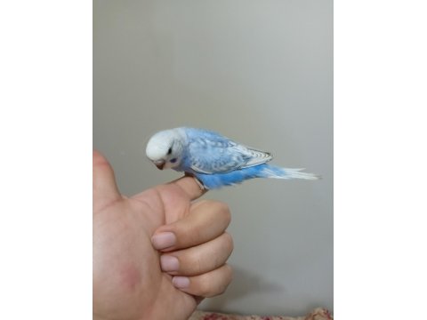 Ev Üretimi Muhabbet Kuşu Yavruları