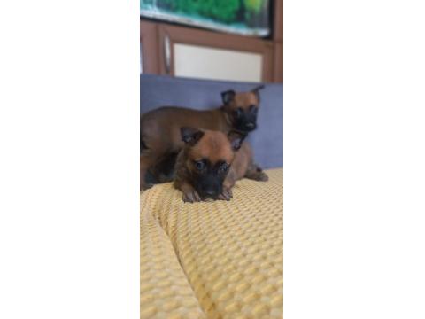 Bursadan Malinois Yavrular