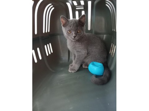 British Shorthair Kediler