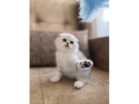 Seçkin Ailelere Özel Wcf Kayıtlı Scottish Fold Yavrumuz