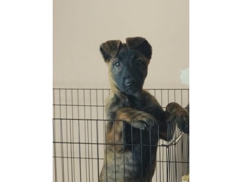 Dişi Belçika Kurdu (Malinois) Yavrumuz