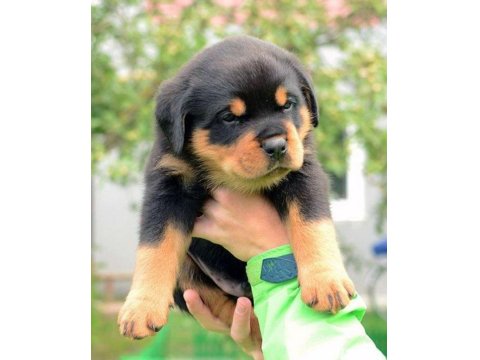 Irk Garantili Macar Rottweiler Yavrular