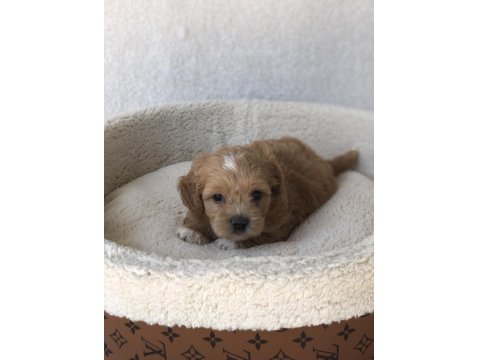 Maltipoo A Kalite Yavrular