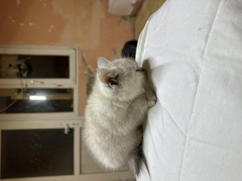 British Shorthair Lynx Point Hemen Teslim