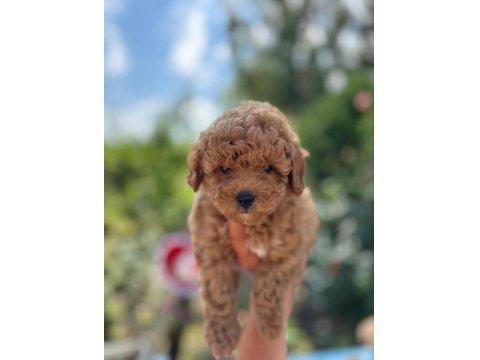 Safkan Poodle Yavruları