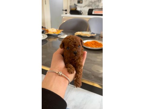 Kore Red-Brown Toy Poodle Yavrularımız
