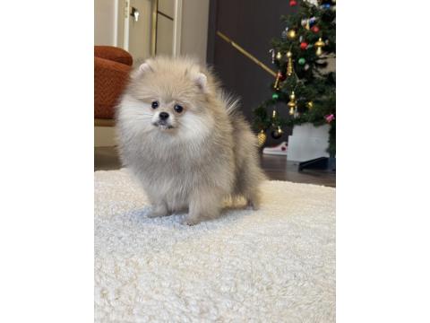 Show Class Erkek Pomeranian Boo