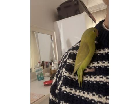 El Besleme Forpus Yavrusu