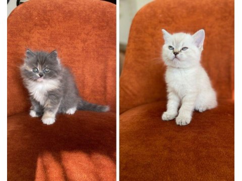 British Longhair Ve Shorthair Güzellikler