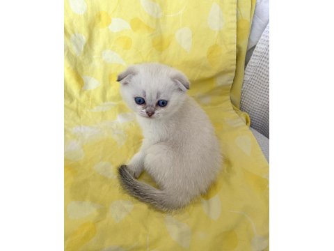 Safkan Scottish Fold Silver Point Ns1133 Mavi Göz