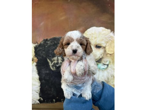 Sevimli Mi Sevimli Maltipoo Yavru