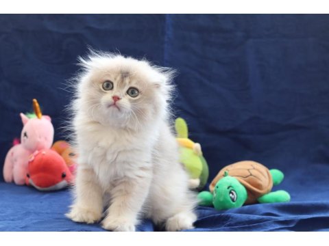 Sevimli Scottish Fold Bebekler Yeni Yuvasını Arıyor