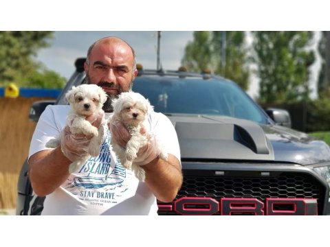 Maltese Terrier Yavru