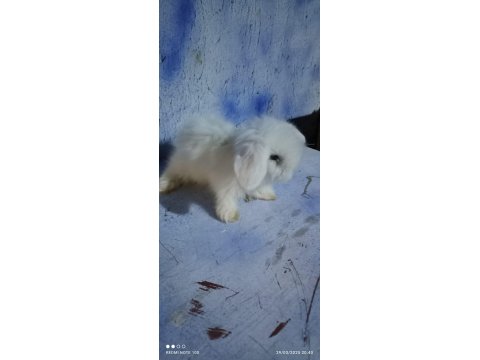 Teddy Lop Tavşan Yavrular