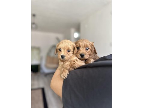 Sevecen Maltipoo