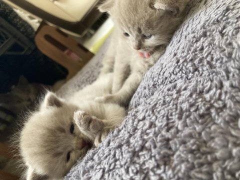 British Shorthair Lilac