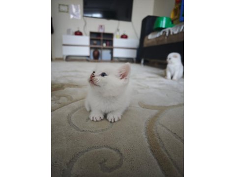 British Siyam Melezi Kediler