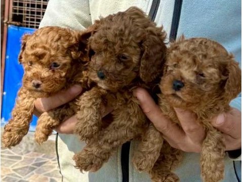 Toy Poodle Minik Kalplerin Büyük Neşesi!