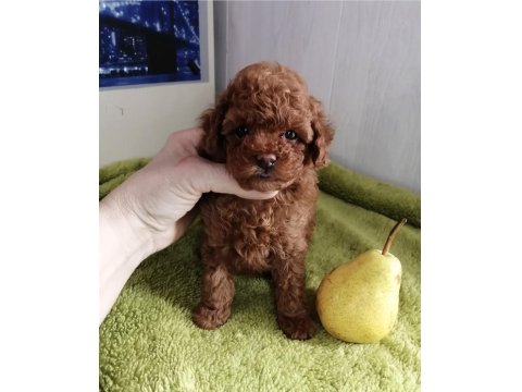 Toy Poodle Red Brown Kore Mini Yavrular