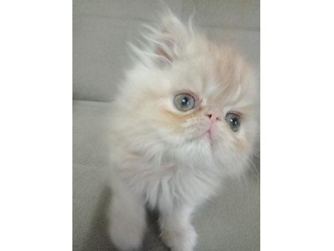 Safkan Şecereli İran Kedisi Bebekler