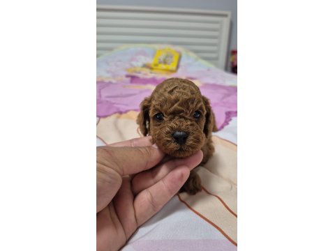 Orjinal Poodle Yavrular