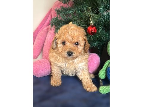 Yasal Çiftlikten Toy Poodle Yavru
