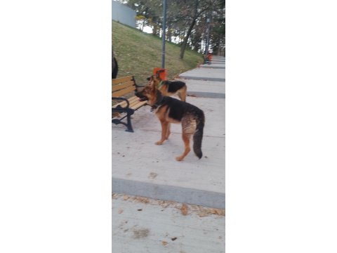 10 Aylık Alman Çoban Köpeği