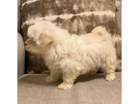 Show Maltese Yavruları