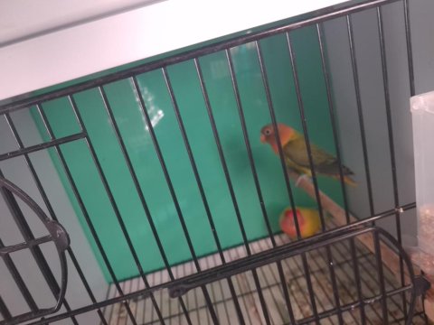 Sevda Papağanı Çift Ve Yavru