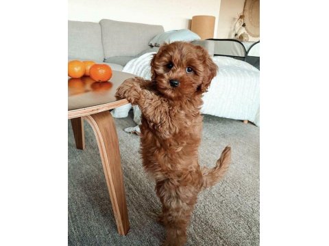Toy Poodle Kore Kan Orjinal Yavrular