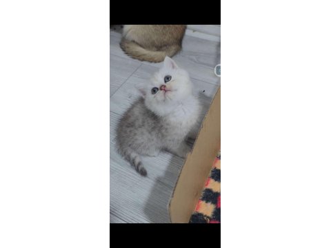 Kalite British Longhair Bebek Teslime Hazır